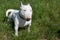Miniature bull terrier is sitting in a green grass. English bull terrier or the white cavalier.