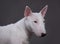 Miniature bull terrier on studio background