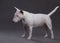 Miniature bull terrier on studio background