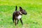 Miniature Bull Terrier. Young energetic dog walks in the meadow.
