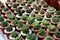 Miniature cacti