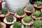 Miniature cacti