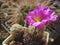 Miniature cactus Escobaria nellieae with flowers