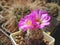 Miniature cactus Escobaria nellieae with flowers