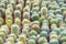 Miniature cactus pot decorate in the garden - various types beautiful cactus market or cactus farm