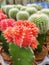 Miniature cactus pot decorate in the garden. various types beautiful cactus market or cactus farm.Beautiful flowering