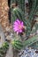 Miniature cactus with purple flower background, Brazilian cactus, Cerrado species