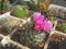 Miniature cactus Turbinicarpus roseiflorus with flowers