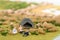 Miniature campers and tent on grassland