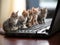 Miniature cats and computer, generative ai