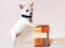 Miniature Chihuahua Puppy with Gift Box