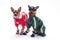 Miniature chihuahua and terrier dogs in clothing.