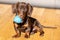 Miniature Chocolate Dachshund Puppy Dog