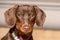 Miniature Chocolate Dachshund Puppy Dog