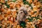 Miniature chocolate poodle in autumn leaves. Pet in nature.