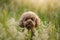 miniature chocolate poodle on the grass. Pet in nature