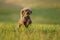 Miniature chocolate poodle on the grass. Pet in nature.