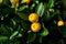 Miniature citrus trees with fruits in pots for sale in the garden shop. Orange,lemon,kumquat,mandarin trees. Citrus plants for