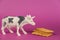 Miniature of a cow and crackers against a purple background. White plastic miniature of a ruminant animal with black spots.