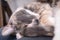 Miniature, cute cat sleeps on a pillow, on a blurred background.