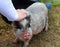 Miniature cute pig being pet