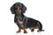 Miniature Dachshund