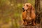 Miniature Dachshund Dog