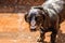 Miniature Dachshund Dog