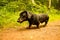 Miniature Dachshund Dog