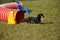 Miniature Dachshund Exiting Agility Tunnel