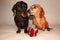 Miniature Dachshund Festive Spirit