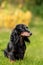 Miniature dachshund lawn dog smile