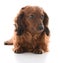 miniature dachshund laying down