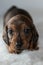 Miniature dachshund puppy on fluffy white blanket