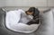 Miniature dachshund silver dapple puppy indoors