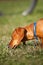 Miniature Dachshund sniffing in the grass