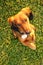 Miniature Dachshund Standing Up Beggiing