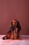 Miniature dachshund studio portrait