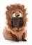 Miniature dachshund wearing lion costume