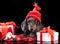 Miniature dachshund wearing santa