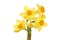 Miniature Daffodil flowers