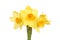 Miniature Daffodil flowers