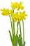 Miniature daffodils