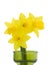 Miniature Daffodils on White Background