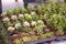 Miniature desert succulent plants for sale
