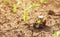 Miniature die cast tractor model toy in corn sprout field