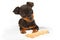 Miniature Doberman Toy Pinsher Puppy Dog