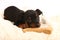 Miniature Doberman Toy Pinsher Puppy Dog