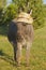 Miniature donkey frontal with hat