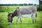 Miniature donkey with halter grazing in a meadow